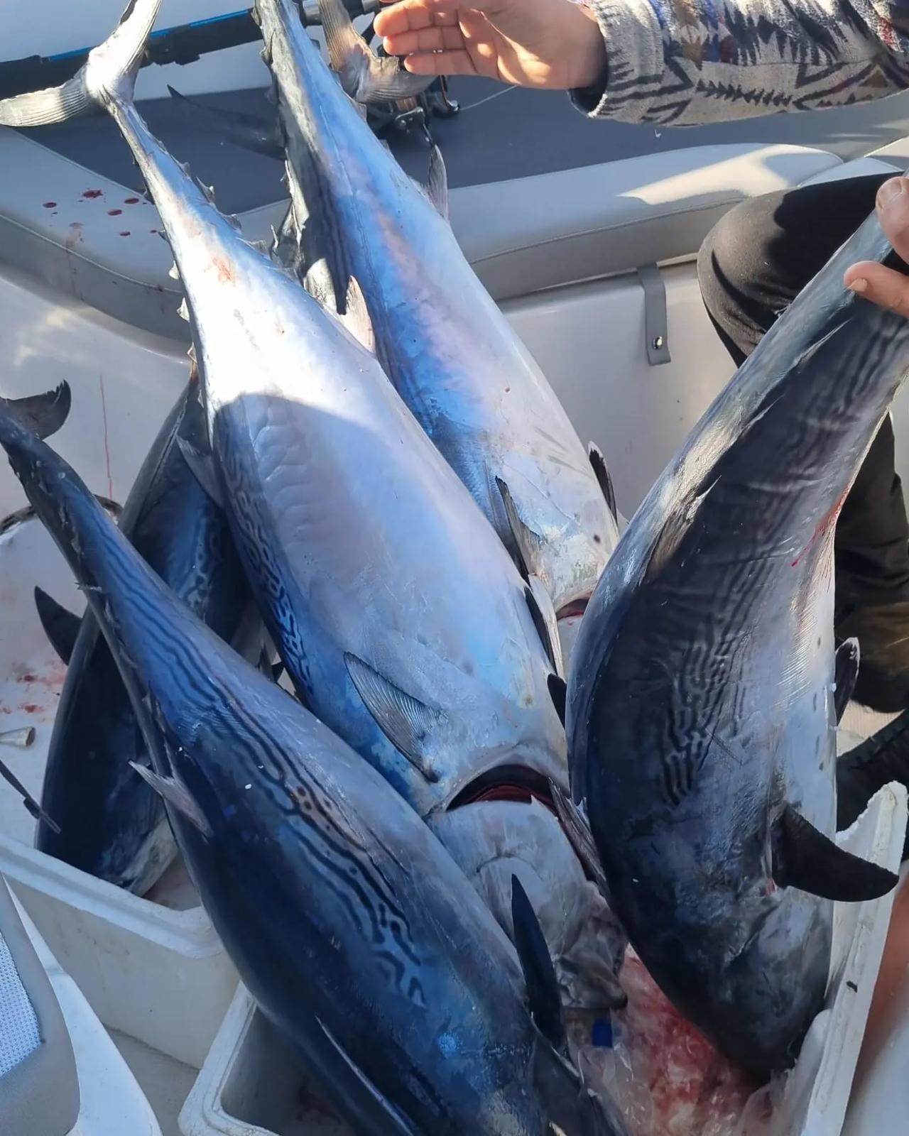 Antalya Büyük Balık Avı (Big Game Fishing) 4